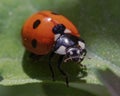 Macro of a Seven-spotted Lady Bird Beetle (Coccinella septempunctata) Lady Bug perched on a leaf. Royalty Free Stock Photo