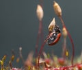 Beetle climbed on moss seta Royalty Free Stock Photo