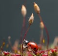 Beetle going to climb on moss seta