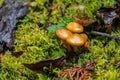 Small caramel mushrooms growing on the forest floor