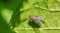 Macro shallow focus shot of a flesh-fly or blow-fly on a green leaf
