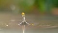 MACRO: Shiny drop of organic sunflower oil falls into a sink full of still water