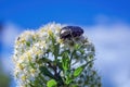 Beetle sitting on white spiraea or meadowsweet flowers close up detail, soft blurry blue sky background. Royalty Free Stock Photo