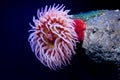 Macro shoot of anemone in deep water