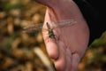 Beautiful dragonfly Aeshna juncea resting on the hand Royalty Free Stock Photo