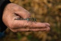 Beautiful dragonfly Aeshna juncea resting on the hand Royalty Free Stock Photo