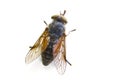 Macro shoot of Big gadfly isolated on a white background,