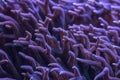 Macro shoot of birdnest sps corals in reef tank