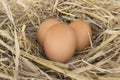 Macro shoot of brown eggs at hay nest Royalty Free Stock Photo