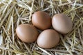 Macro shoot of brown / white  eggs at hay nest in chicken farm Royalty Free Stock Photo