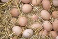 Macro shoot of brown / white  eggs at hay nest in chicken farm Royalty Free Stock Photo