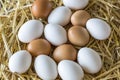 Macro shoot of brown / white  eggs at hay nest in chicken farm Royalty Free Stock Photo