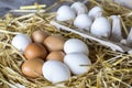 Macro shoot of brown / white  eggs at hay nest in chicken farm Royalty Free Stock Photo