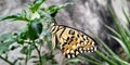 Macro shoot of a butterfly alight in leaf