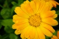 Macro shoot of Calendula flower, Calendula officinalis or english marigold on blurred green background. Royalty Free Stock Photo