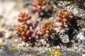 Macro shoot of a coral carpet plant, ripening on the rocks on a hot summer day.