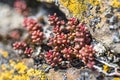 Macro shoot of a coral carpet plant, ripening on the rocks on a hot summer day.