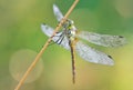 Macro Shoot of a dragonfly