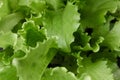 Macro shoot of fresh green lettuce leaf Royalty Free Stock Photo