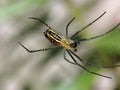 Macro shoot of the leucauge spider climbs on the web Royalty Free Stock Photo