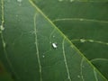 Macro shoot of Rain water drops on green leaf texture Royalty Free Stock Photo