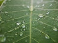 Macro shoot of Rain water drops on green leaf texture Royalty Free Stock Photo