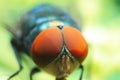 Macro shoot of red eye fly, insect, nature