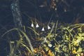 Macro shoot of small harebell