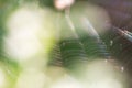 Macro shoot of spider web Royalty Free Stock Photo