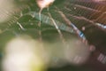 Macro shoot of spider web Royalty Free Stock Photo