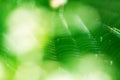 Macro shoot of spider web Royalty Free Stock Photo