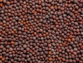 macro shoot and top view of black mustard seeds in details with high magnification very close. Ideal food and spice Royalty Free Stock Photo