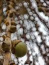 Macro shoot of tree brances