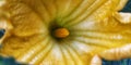 Macro shoot of yellow pumkin stamens Royalty Free Stock Photo