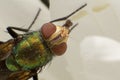 Macro shooting of Blow fly Bluebottle insect sitting on flower Royalty Free Stock Photo