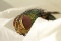 Macro shooting of Blow fly Bluebottle insect sitting on flower Royalty Free Stock Photo