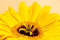 Macro shooting of bright yellow daisy gerbera Royalty Free Stock Photo