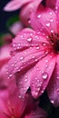Macro shooting of falling drops of rain on a flower petal Royalty Free Stock Photo