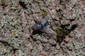 Macro shooting of a fly sitting on the bark of a tree Royalty Free Stock Photo