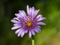 pink meadow daisy