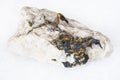 raw Chalcopyrite crystals in quartz rock on white