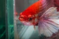 Macro shooting the red betta fish in aquarium.