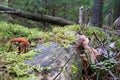 Small mushrooms growing on a stump