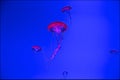 Macro shooting underwater jellyfish