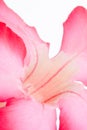 Macro shot of Adenium flower on white background