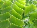 Macro shot of `adiantum` / fern leafs for background/ wallpaper