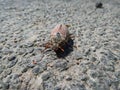 Macro shot of adult European cockchafer, Maybug or doodlebug Melolontha hippocastani on the asphalt in sunlight