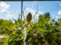 Macro shot of adult, female wasp spider Argiope bruennichi showing striking yellow and black markings on its abdomen hanging on Royalty Free Stock Photo