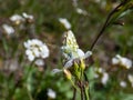 Male of the Orange tip (Anthocharis cardamines) - the undersides are mottled green and white creating