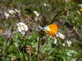 Adult male of the Orange tip (Anthocharis cardamines) - the undersides are mottled green and white creating